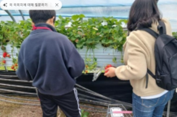 세종드림스타트딸기체험.png