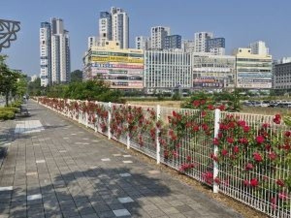 세종시 꽃나래길4.jpg